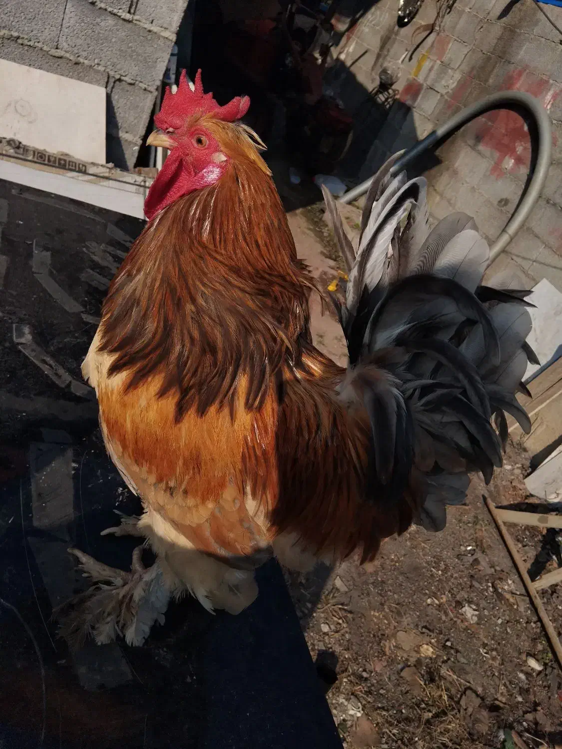 خروس|حیوانات مزرعه|فومن, |دیوار