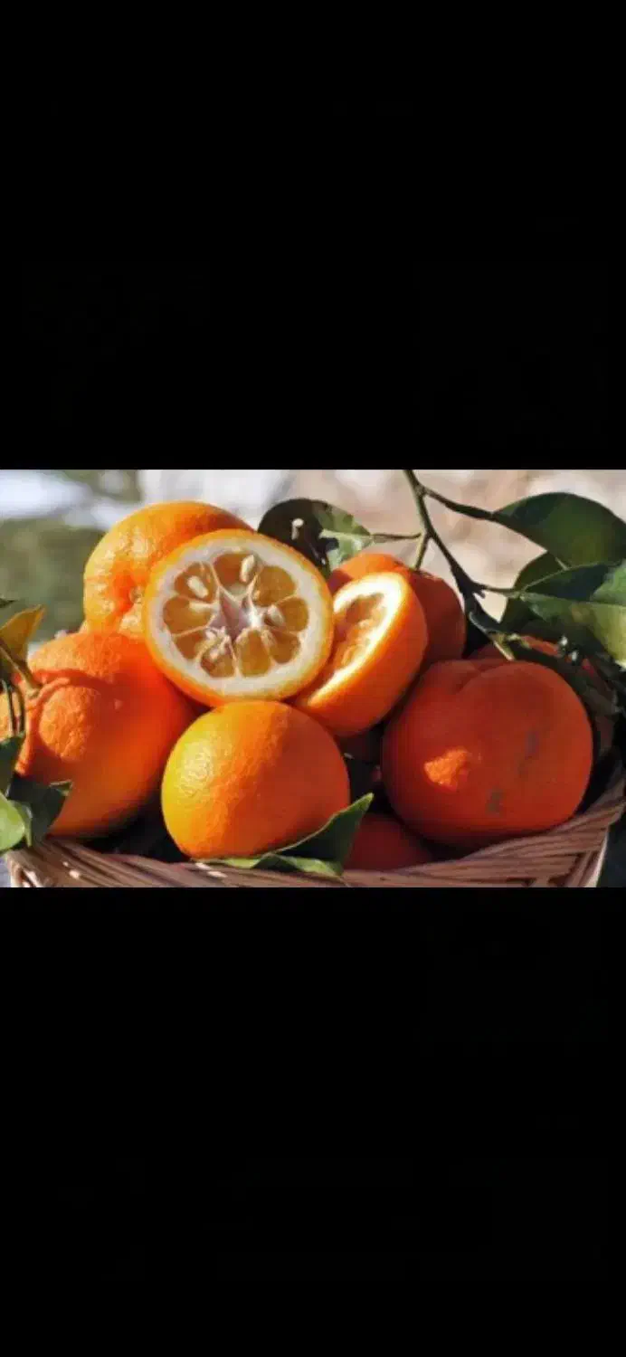 بذر سبزه نارنج|گل و گیاه طبیعی|قائم‌شهر, |دیوار