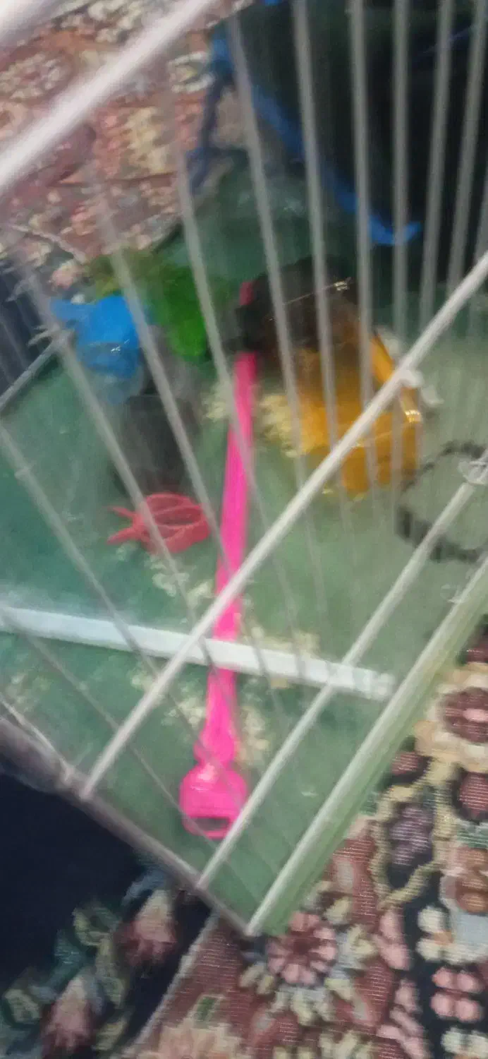 قفس|لوازم جانبی حیوانات|کرمان, |دیوار