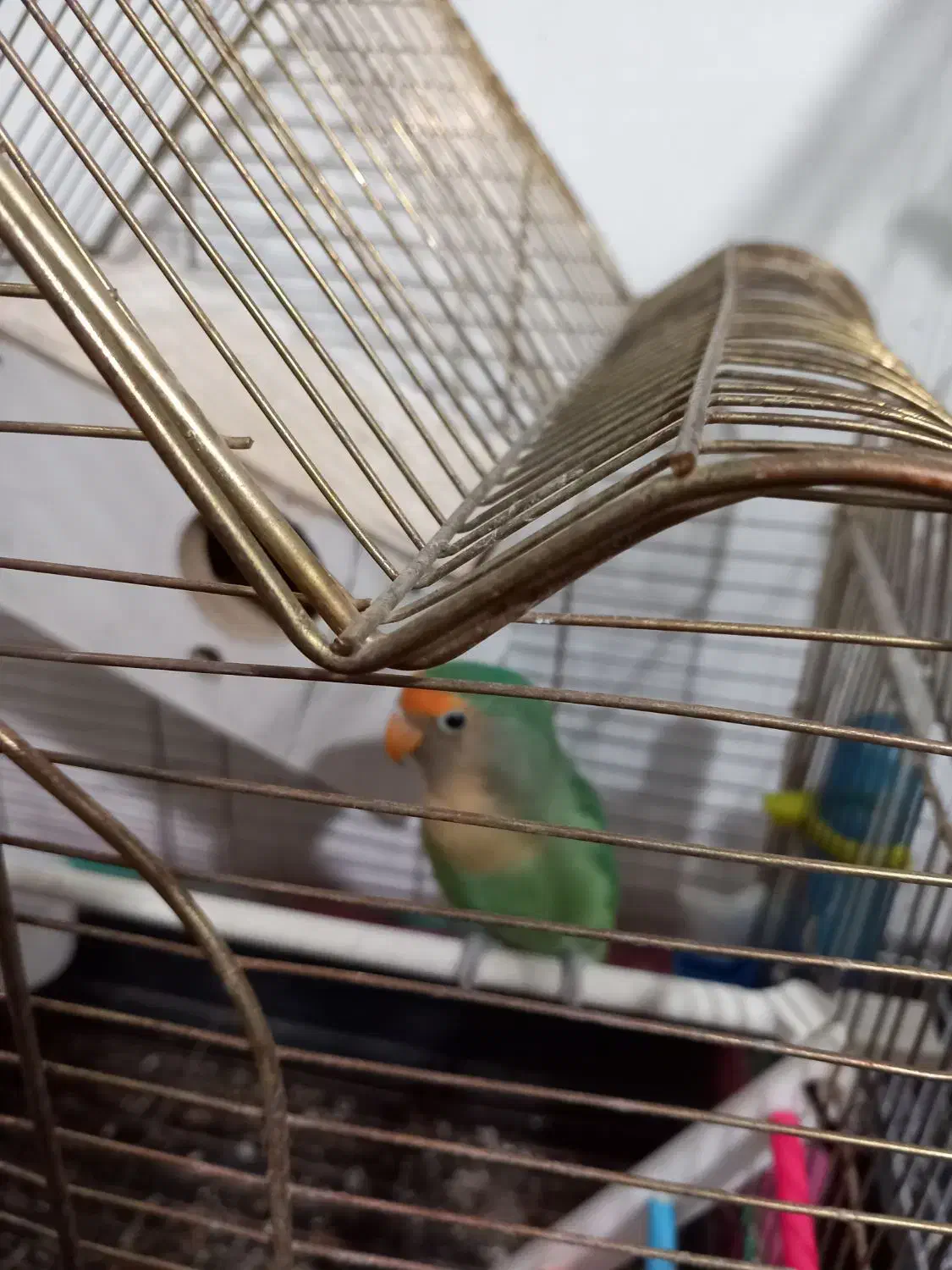 طوطی کوتوله|پرنده|کرمان, |دیوار