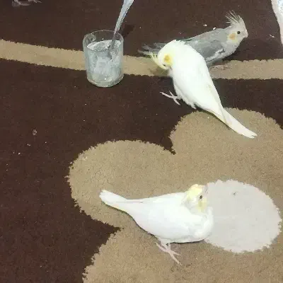 جوجه عروس|پرنده|بوئین زهرا, |دیوار