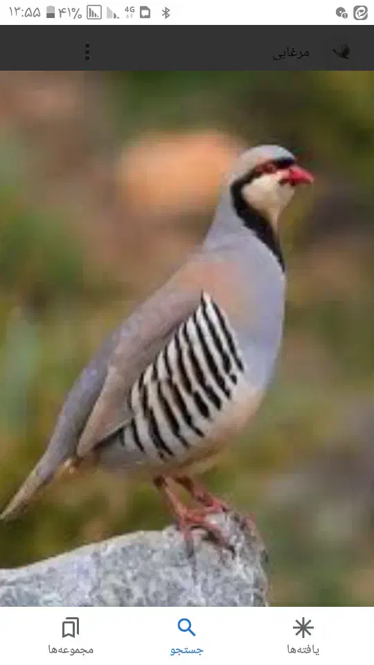 تخم نطفه دار|حیوانات مزرعه|قم, انسجام|دیوار