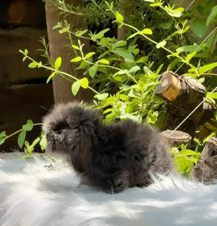 توله خرگوش لوپ عروسکی|موش و خرگوش|اهواز, پادادشهر|دیوار