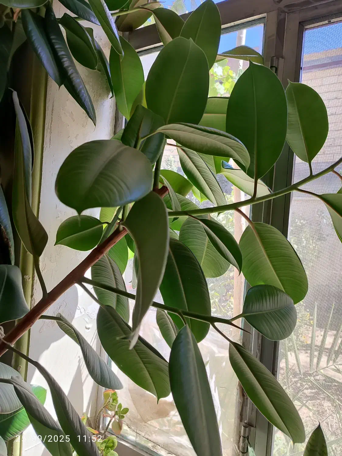 فیکوس طبیعی|گل و گیاه طبیعی|میاندوآب, |دیوار