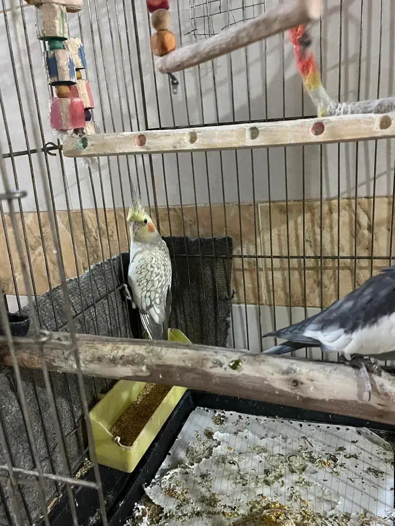 عروس هلندی|پرنده|سوسنگرد, |دیوار