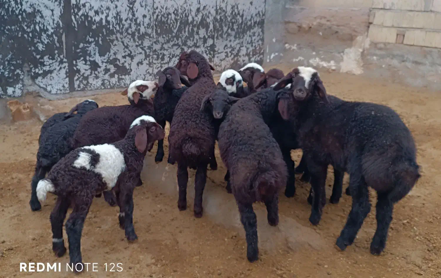 گوسفندبا بره|حیوانات مزرعه|کوهدشت, |دیوار