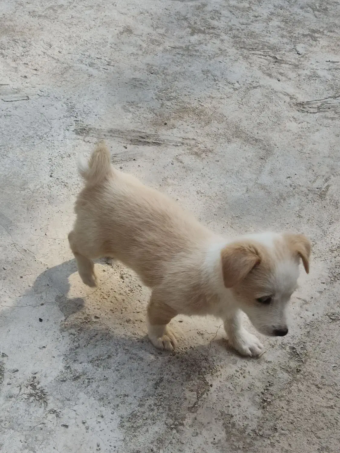 توله 2ماهه|سگ|ساوه, |دیوار