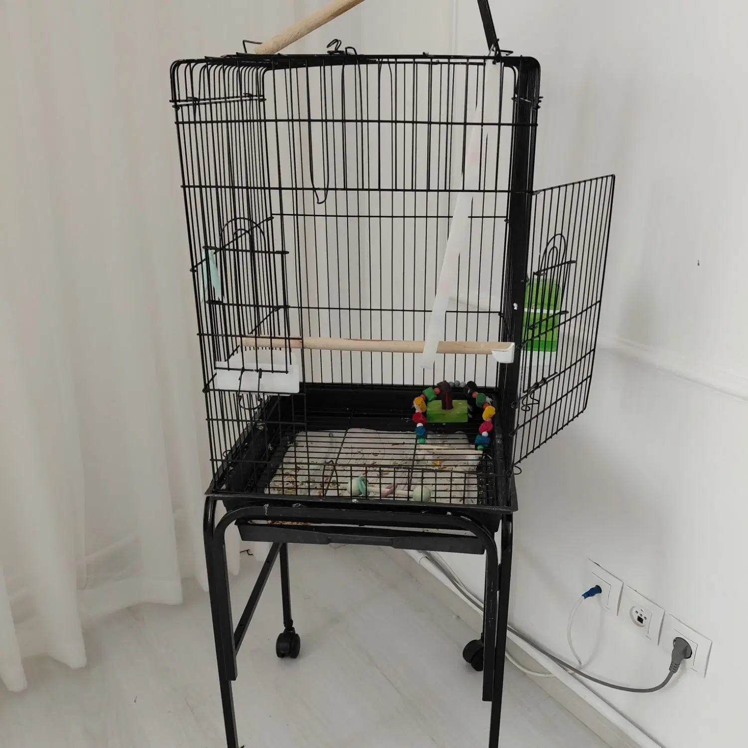 طوطی راهب|پرنده|اردبیل, |دیوار