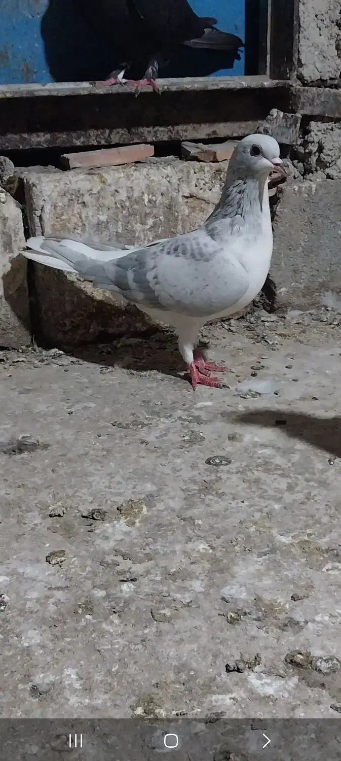 کبوتر|پرنده|مینودشت, |دیوار