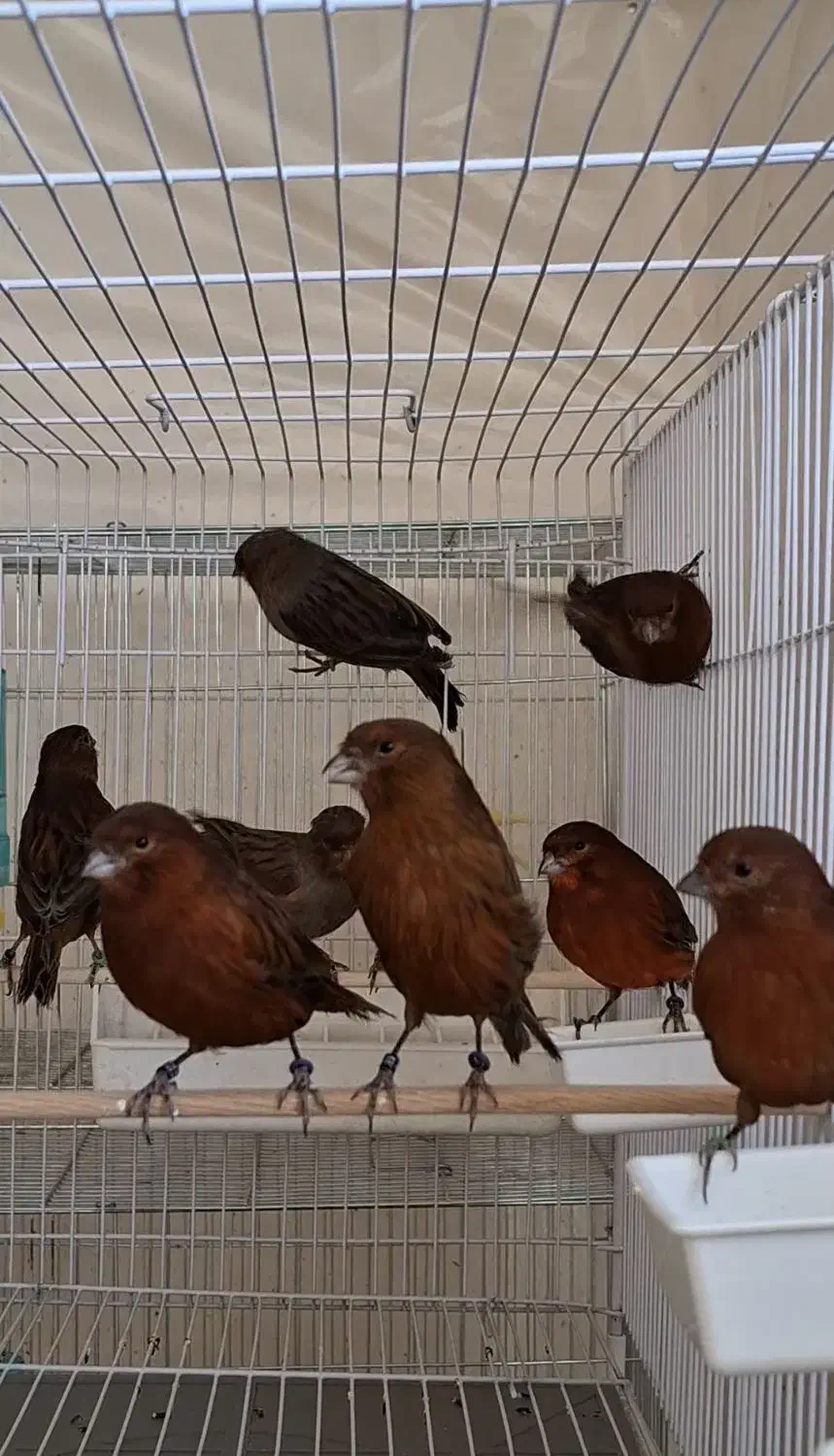 قناری نر و ماده آماده به جفت اورجینال|پرنده|کرمان, |دیوار