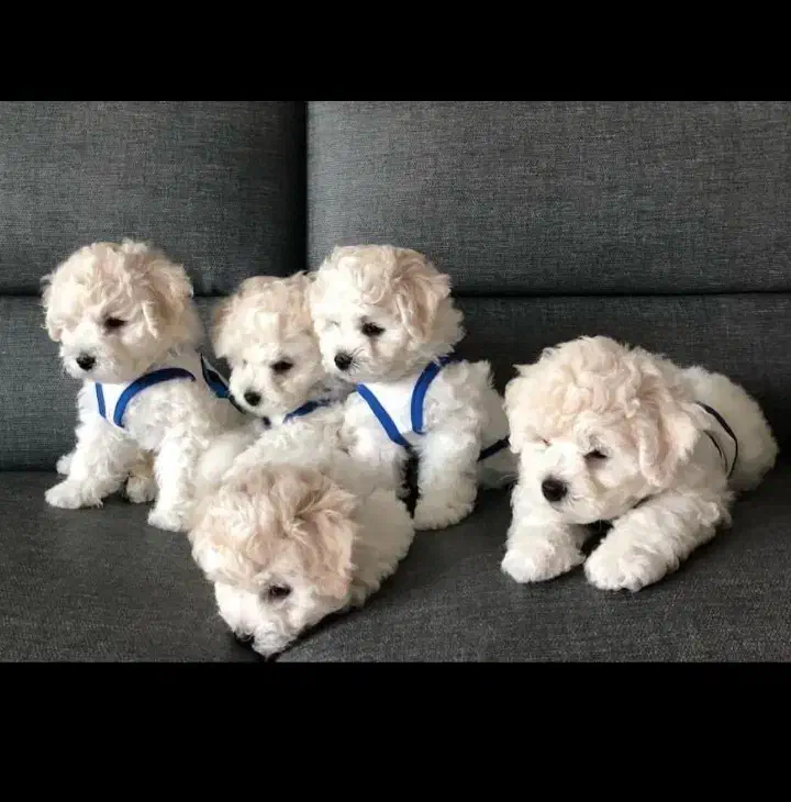 یک به یک خشکل و تو دل برو|سگ|صدرا-فارس, فاز ۱|دیوار