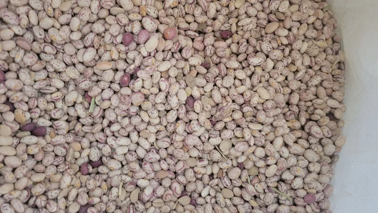 لوبیا امسال از شهرستان زمین خودمون|خوردنی و آشامیدنی|تهران, والفجر (افسریه)|دیوار