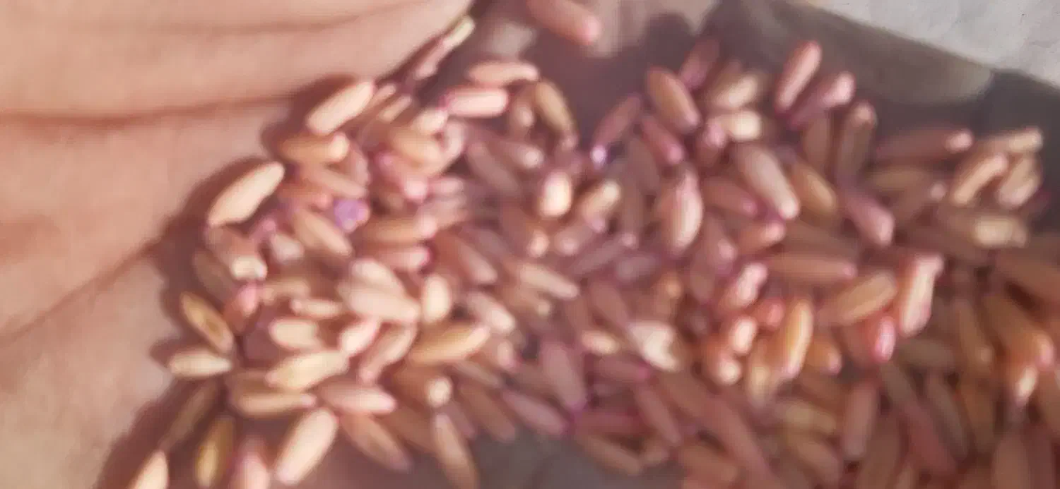 گندم قیمت مناسب تمیز بذردیم آماده کشت|لوازم جانبی حیوانات|چنگ الماسی, |دیوار