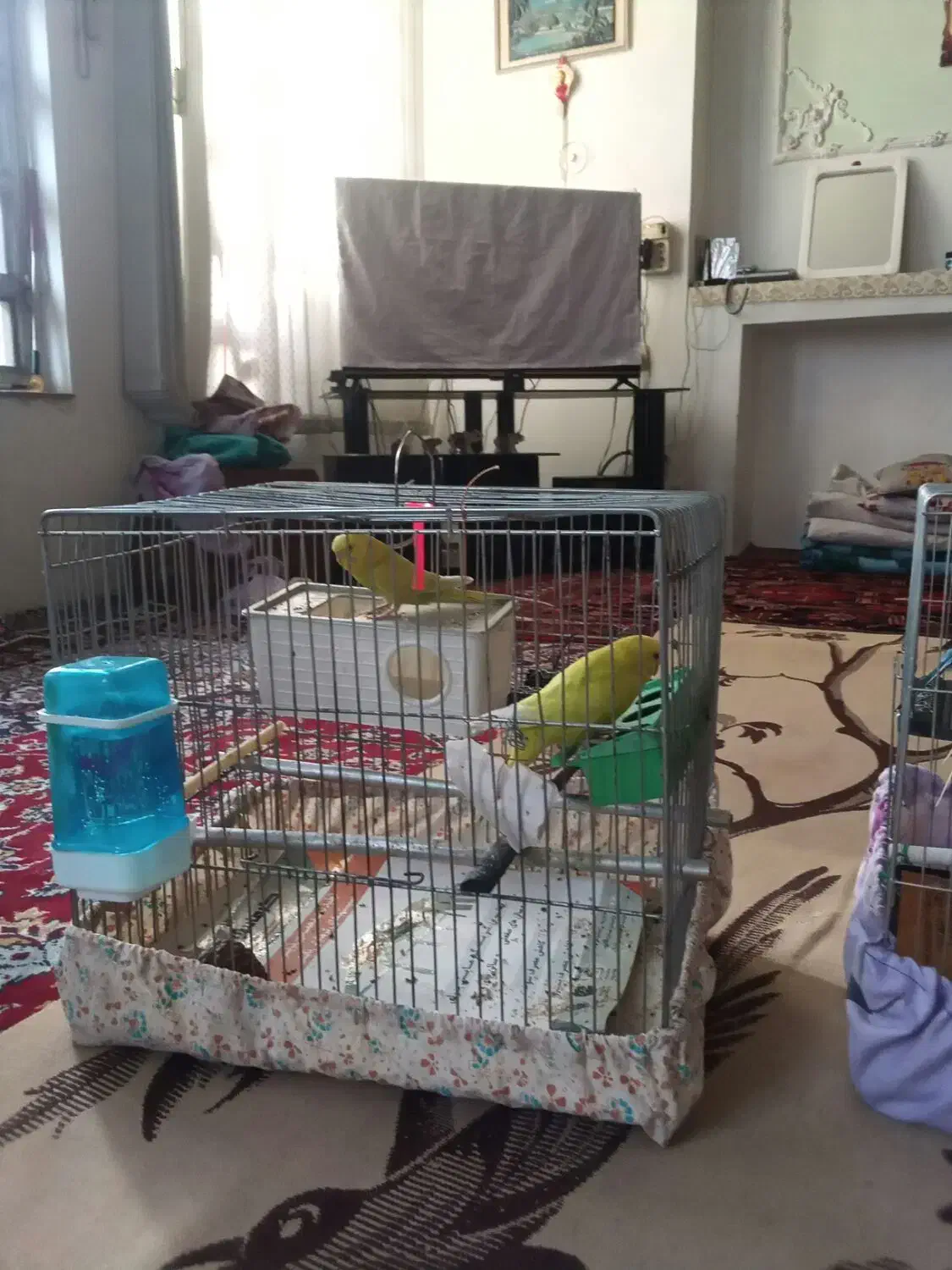 مرغ عشق زیبا 4 ماهه|پرنده|بروجرد, |دیوار