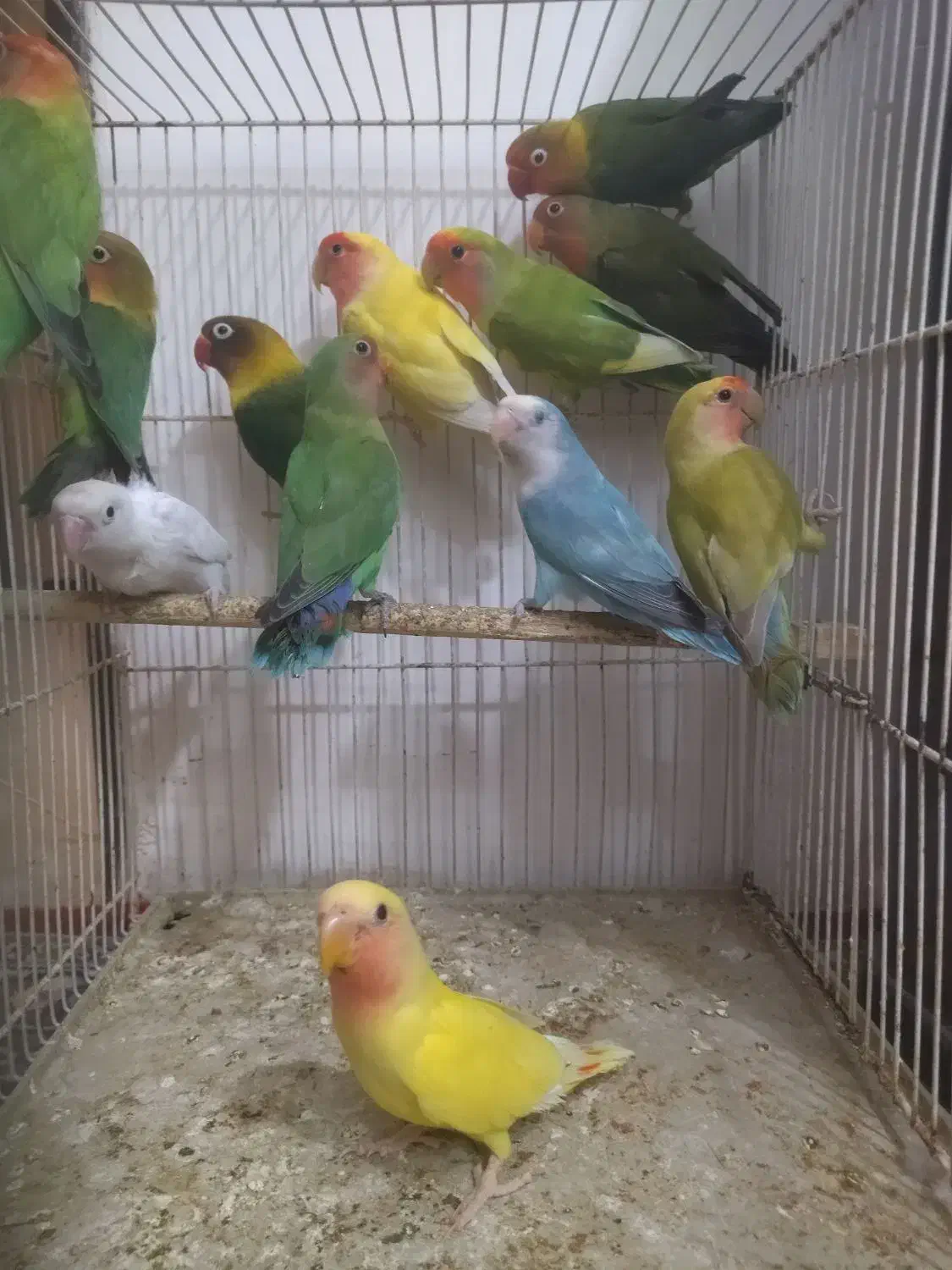 طوطی کوتوله برزیلی نر تک و ماده تک همه آماده|پرنده|مشهد, سرافرازان|دیوار