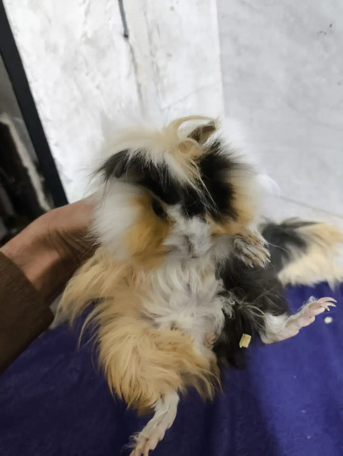 خوکچه هندی|موش و خرگوش|تهران, شهرک طالقانی|دیوار