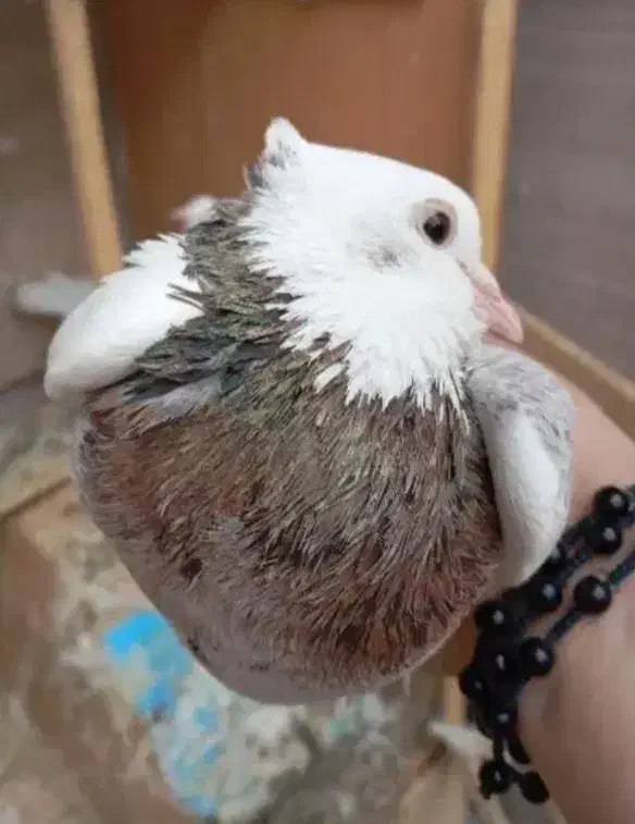 ۳۰تا کفتر گلچین شده همه توان پس داده هستن|پرنده|رشت, حمیدیان|دیوار