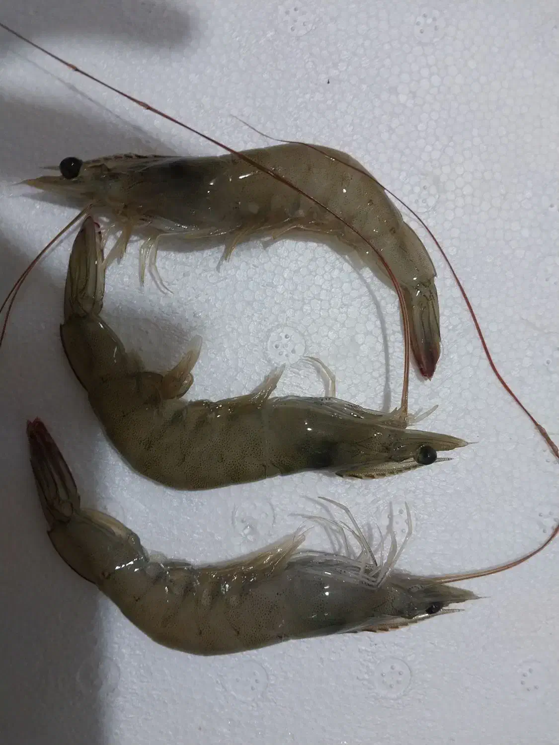 میگو پرورشی صادراتی درجه یک|عمدهفروشی|بندرعباس, |دیوار