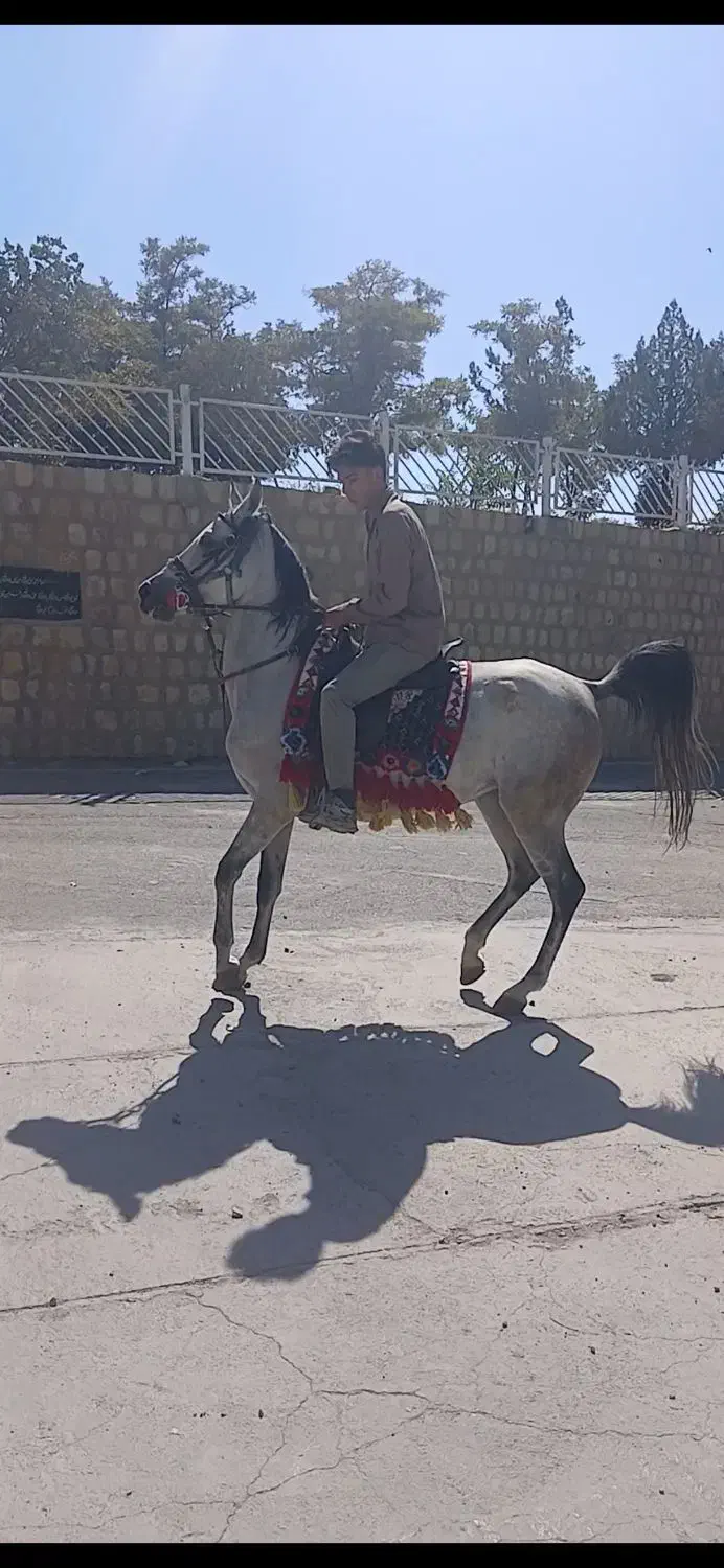 مادیان درشت سر دم گیر|اسب و تجهیزات اسب‌سواری|تهران, مولوی|دیوار