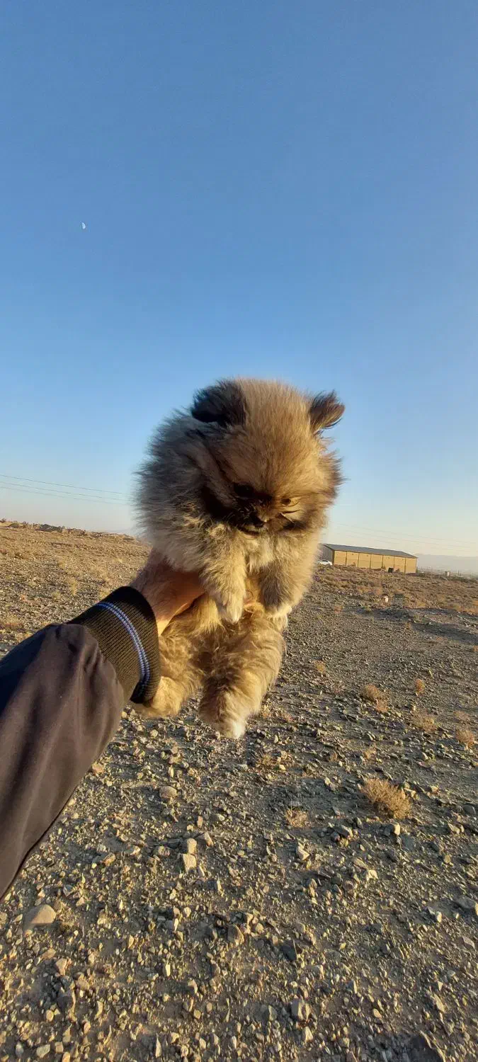 واگذاری دو توله سگ پامرانین اصیل|سگ|خلیل آباد, |دیوار