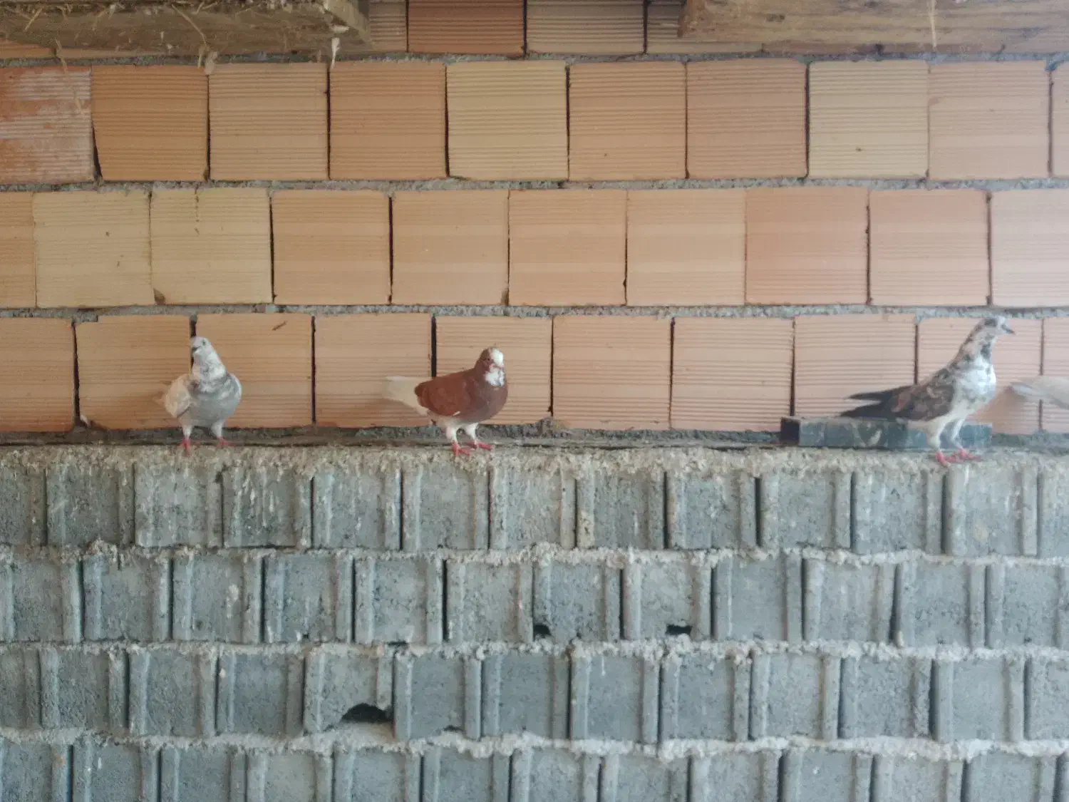 کبوتر سرحال|پرنده|هادی شهر, |دیوار