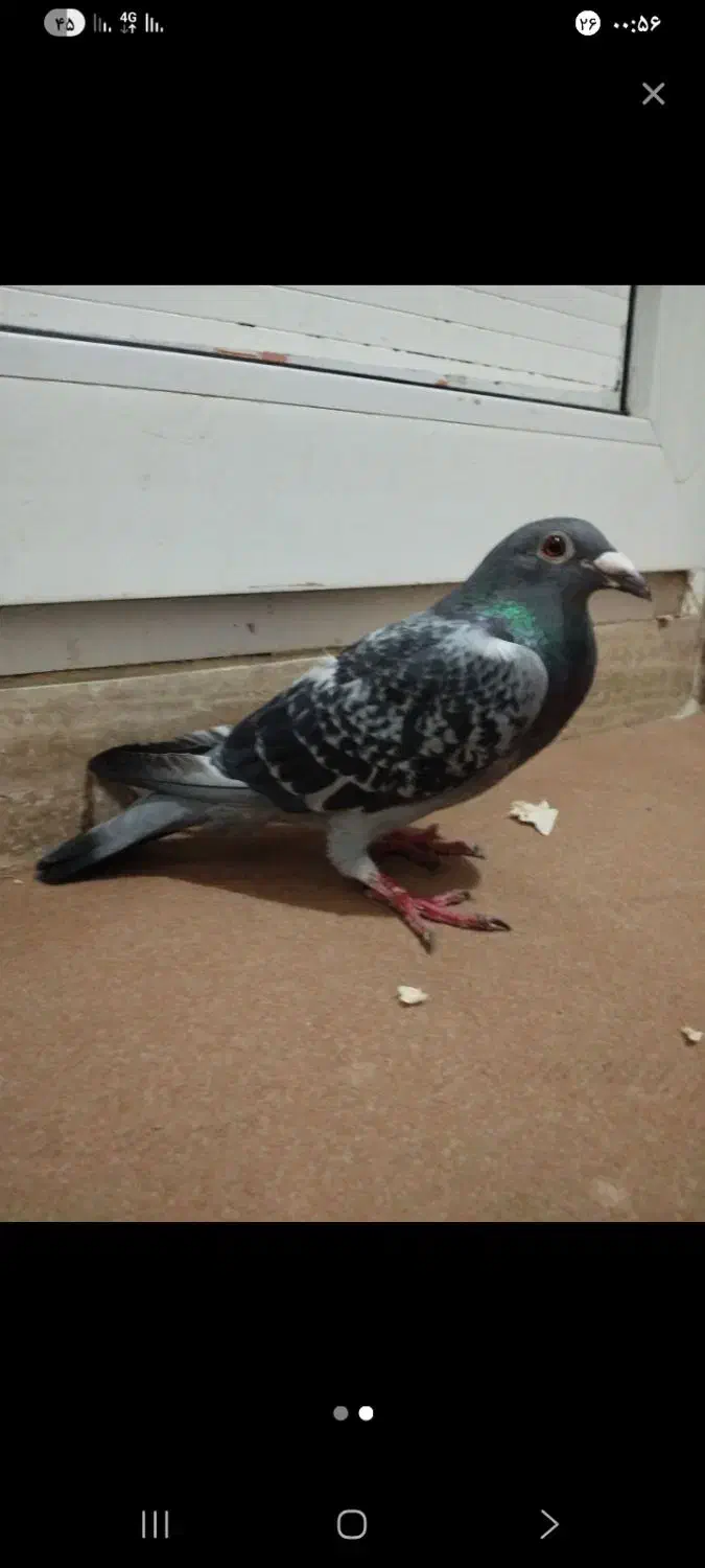 کبوتر|پرنده|اردبیل, |دیوار