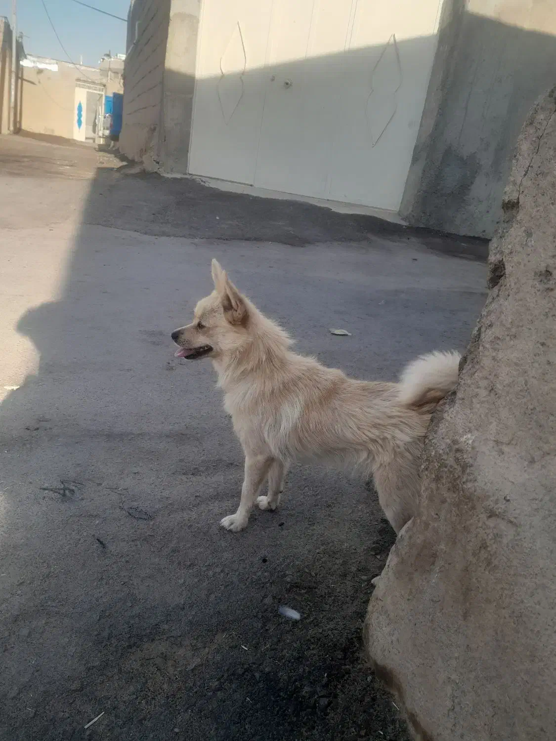 کوا|سگ|اسدآباد, |دیوار