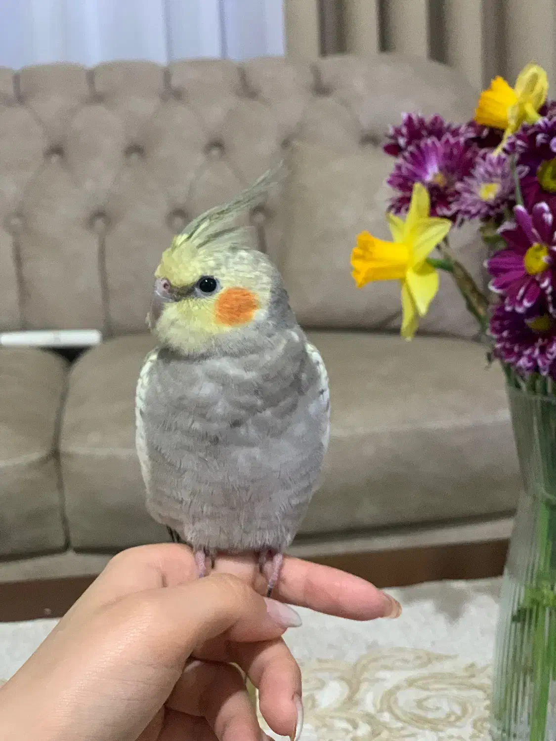 عروس هلندی گم شده|پرنده|عباسآباد, |دیوار