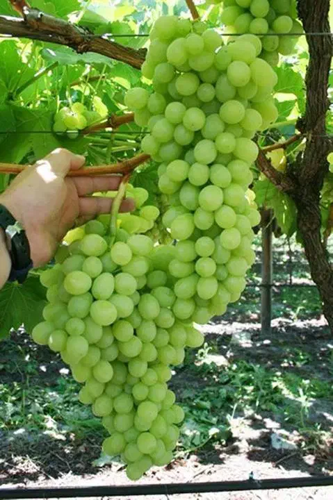 اانگوربیارشیره ببر|خوردنی و آشامیدنی|شیرین‌سو, |دیوار