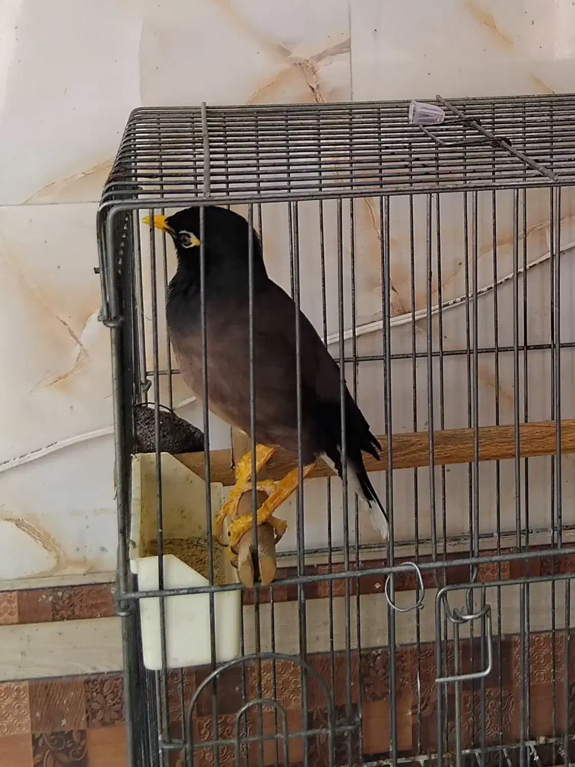 مینا سخنگو|پرنده|شیراز, شهرک بهار|دیوار