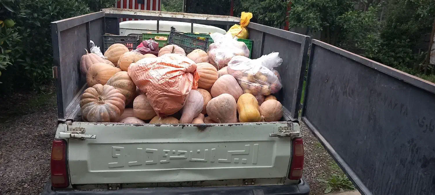 کدو تنبل|خوردنی و آشامیدنی|هشتگرد, گلسار|دیوار