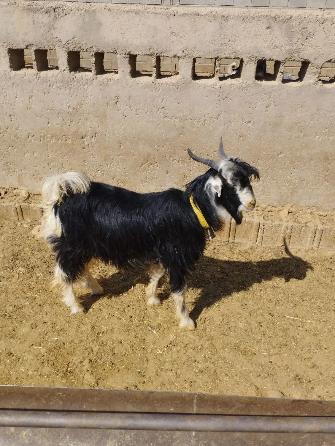 فروش بره و کهره  داشتی بختیاری|حیوانات مزرعه|شیراز, دارالرحمه|دیوار