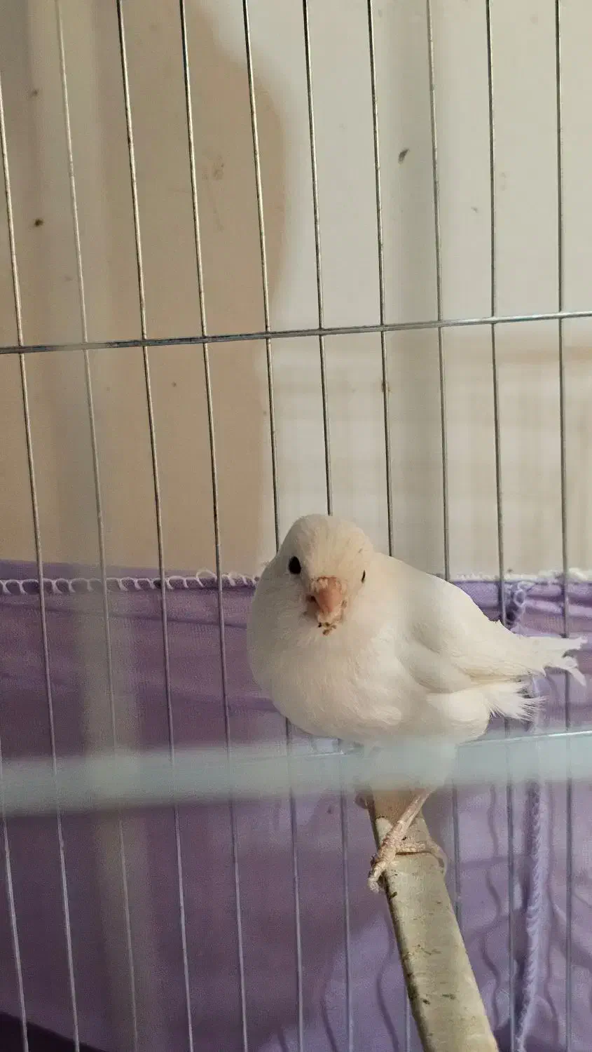 قناری ماده|پرنده|پردیس, فاز ۳|دیوار