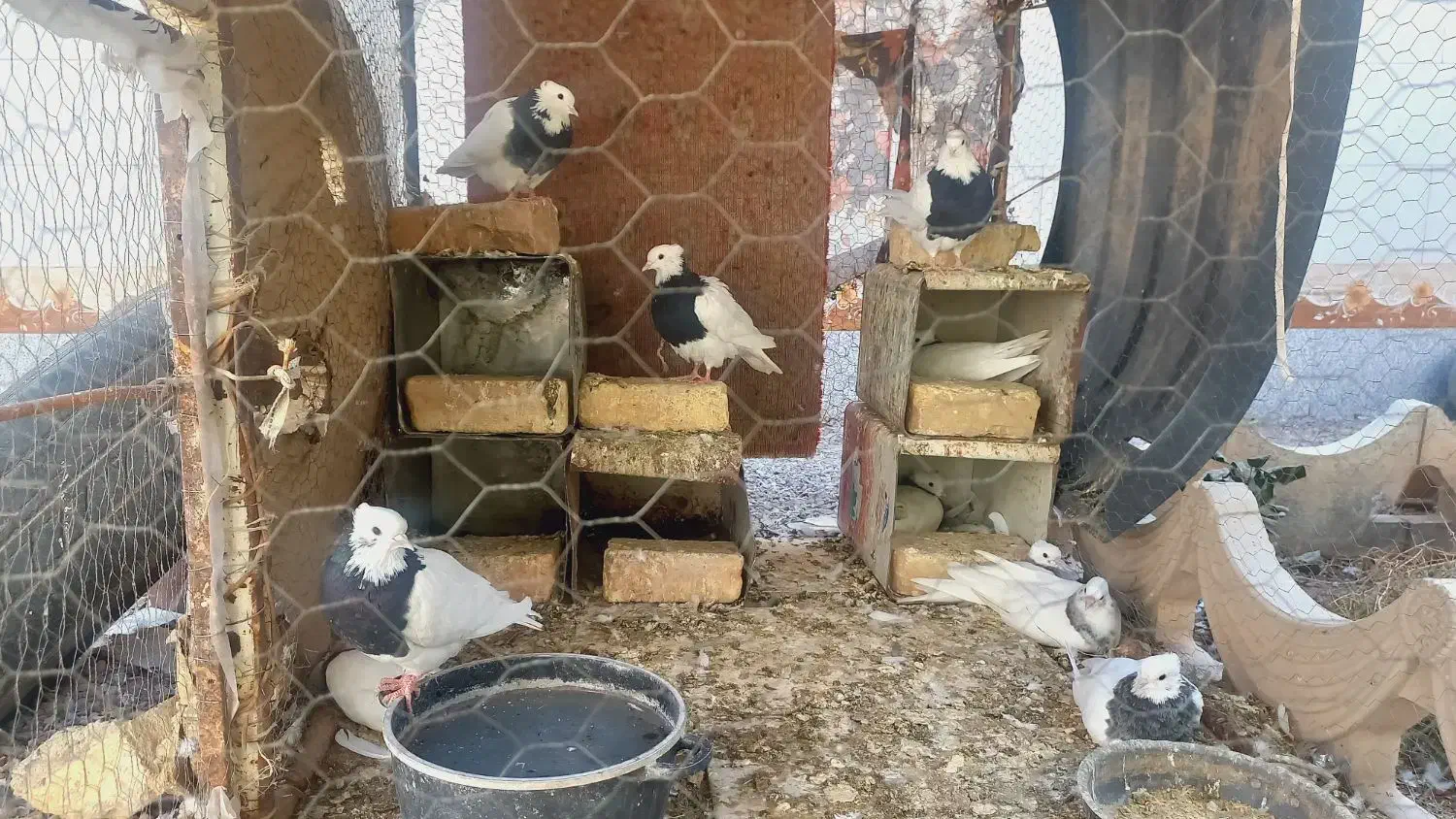 کبوتر طوقی|پرنده|هرند, |دیوار