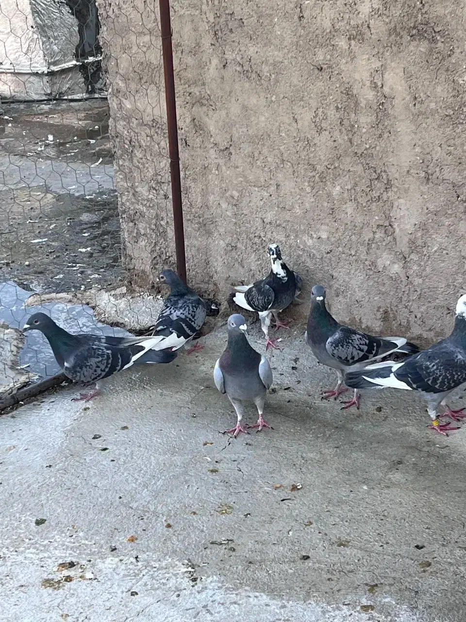 گلی دم سرخ بهبهانی|پرنده|شیراز, تل حسین‌آباد|دیوار