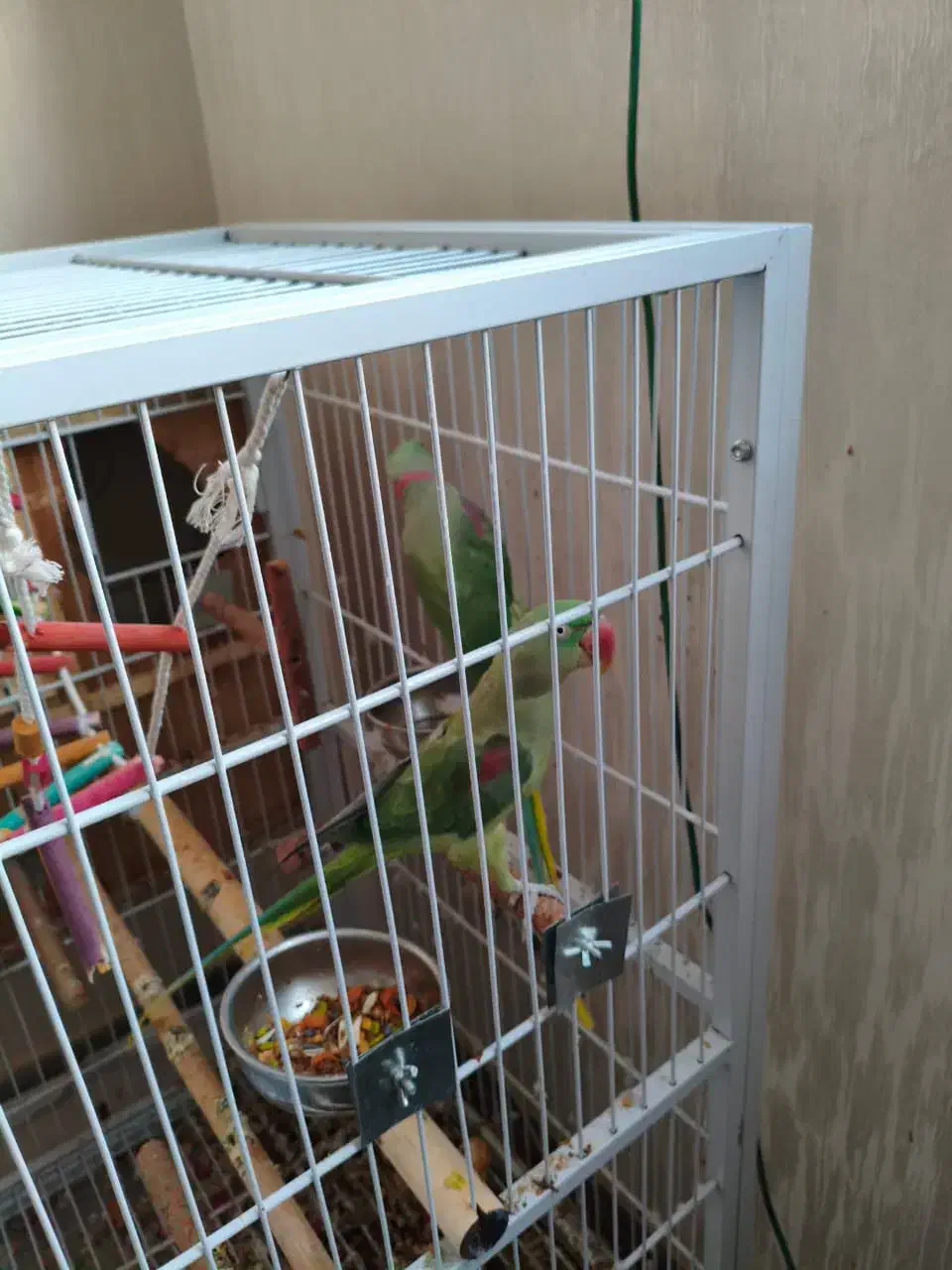 اسکندر|پرنده|تبریز, |دیوار