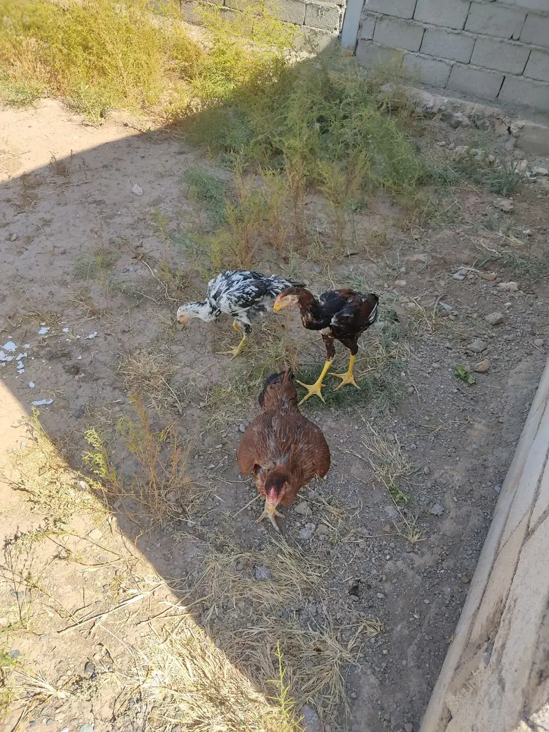 فروش قفس و مرغ و خروس|حیوانات مزرعه|خوی, |دیوار