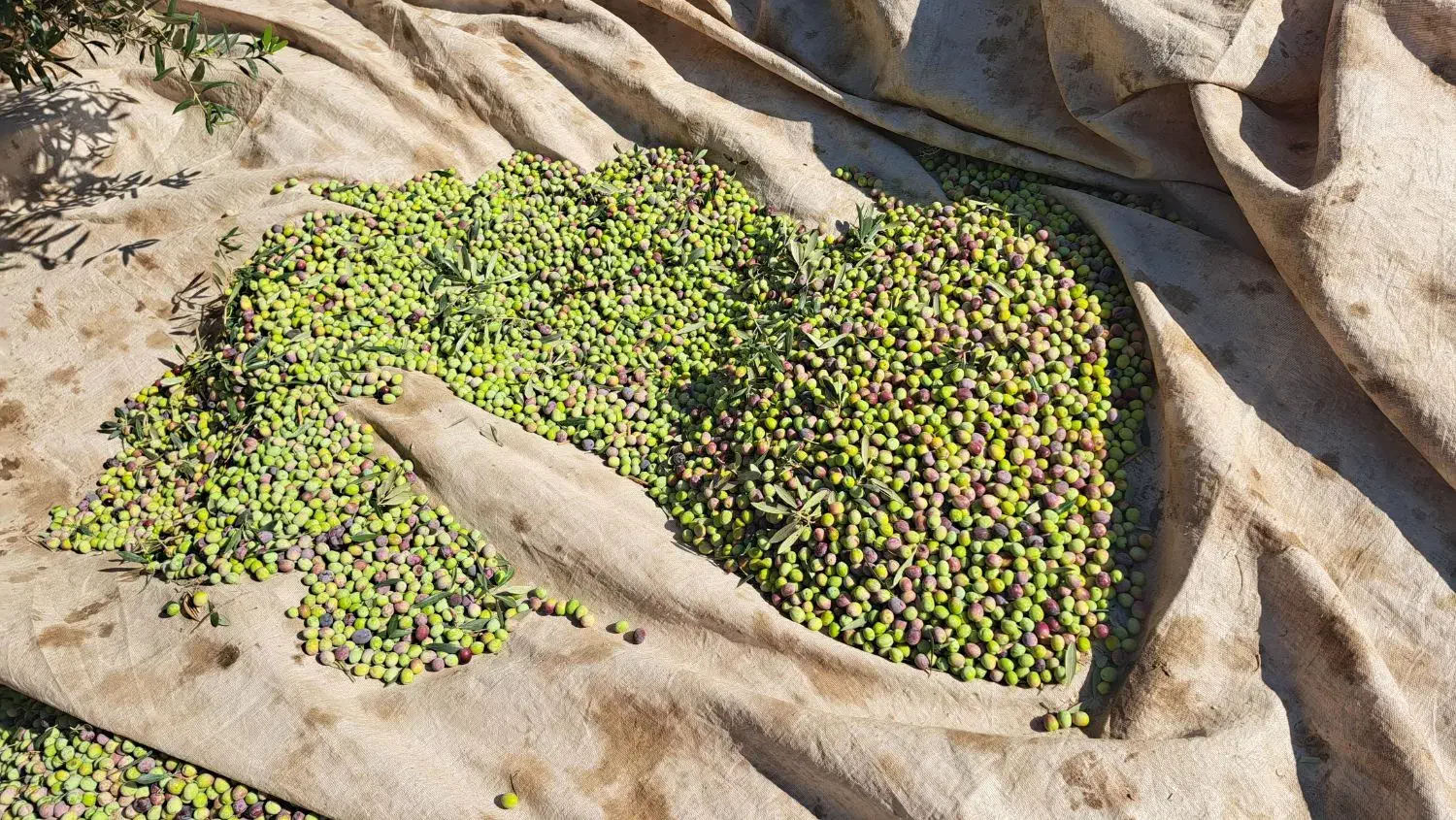 روغن زیتون درختان آربیکن|خوردنی و آشامیدنی|گیلوان, |دیوار