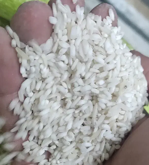 کته پلویی پخت عالی|خوردنی و آشامیدنی|قم, شهرک امام حسین|دیوار