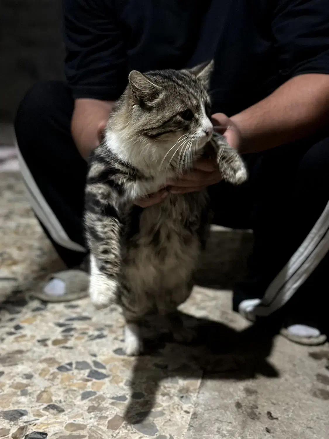 گربه پرشین|گربه|رشت, آتشگاه|دیوار