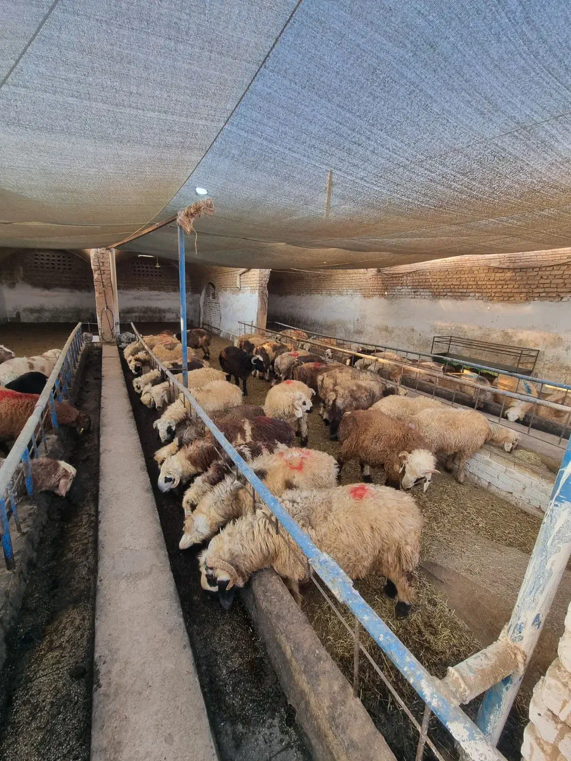 گوسفند بره نر و ماده|حیوانات مزرعه|یزد, |دیوار