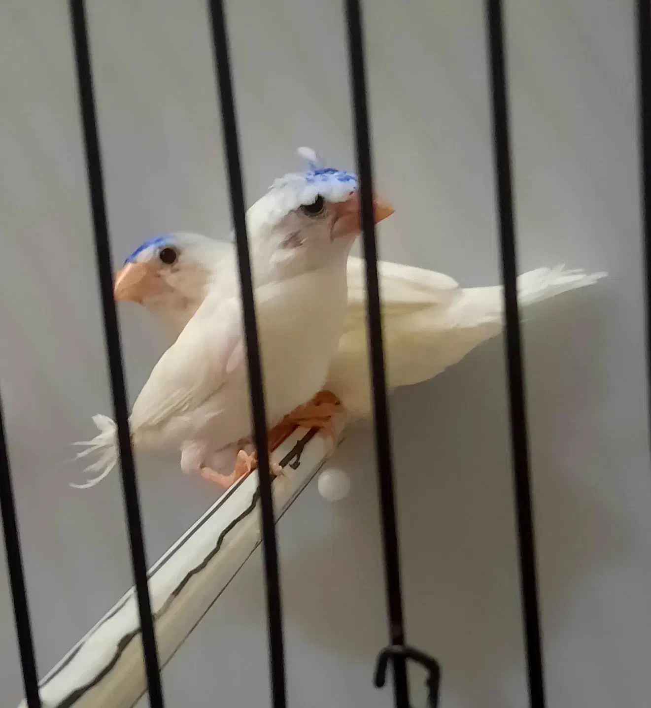 فنچ بنگالی سفید|پرنده|اصفهان, خانه اصفهان|دیوار