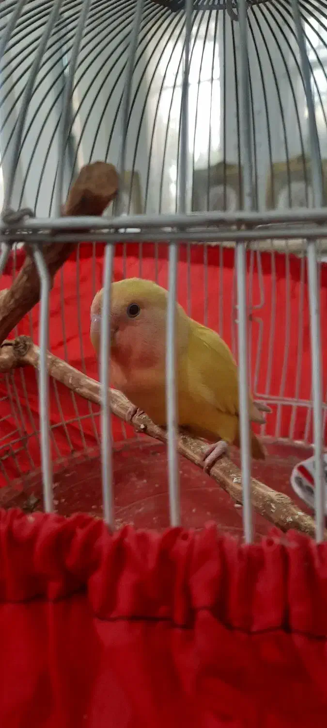 طوطی برزیلی|پرنده|پردیس, فاز ۳|دیوار