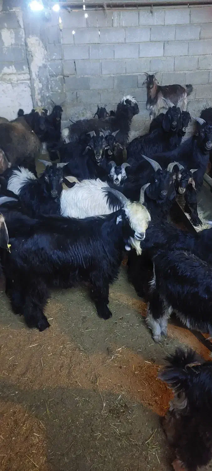 ۴۰عدد کهره|حیوانات مزرعه|حسن آباد, |دیوار