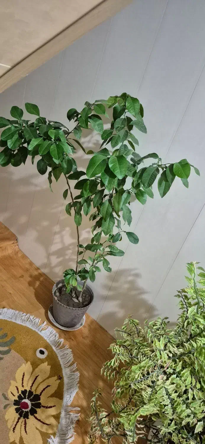 درخته بهار نارنج و درختچه فردوس|گل و گیاه طبیعی|ارومیه, |دیوار