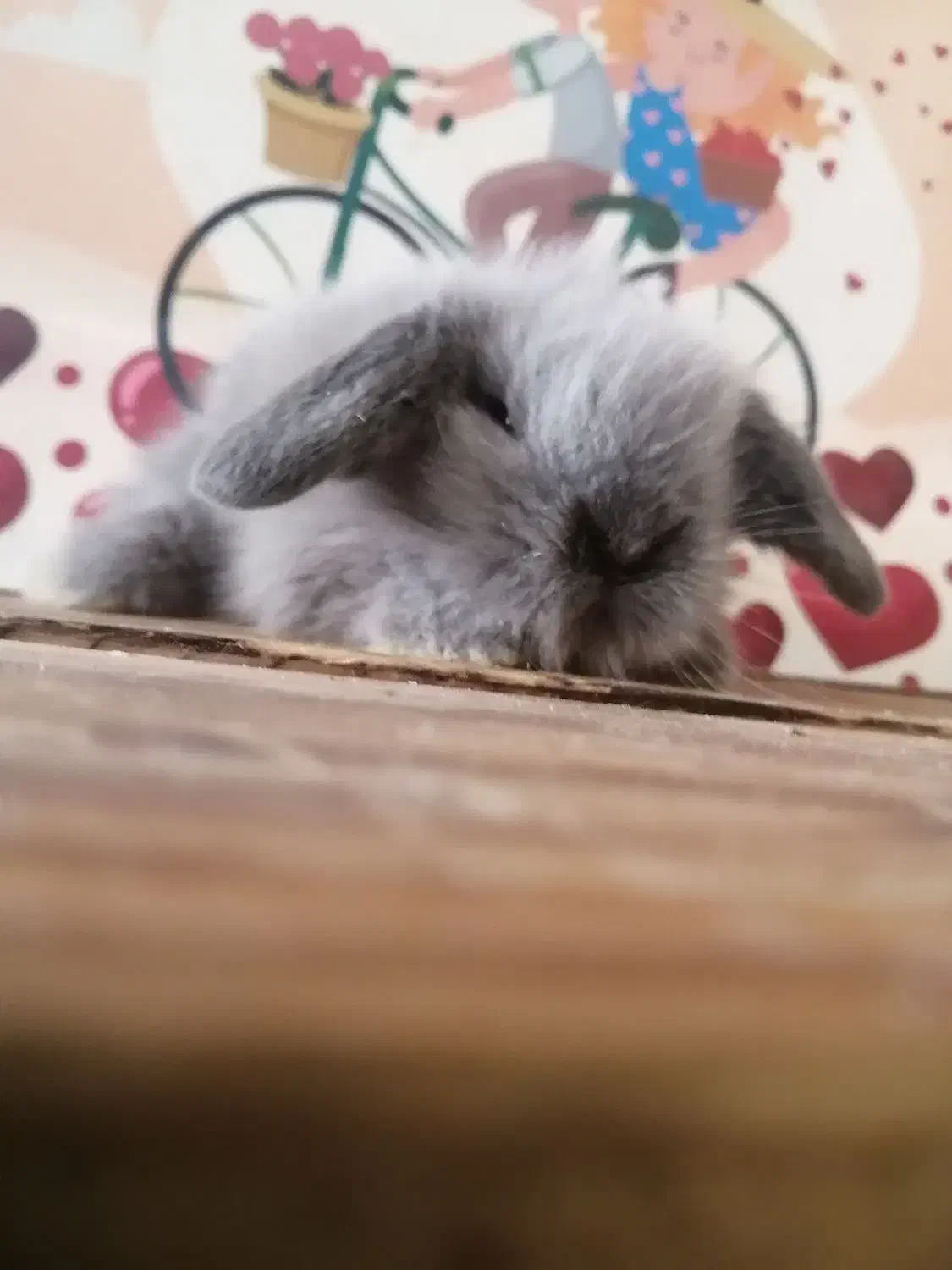 لوپ|موش و خرگوش|کرج, کوی امامیه|دیوار