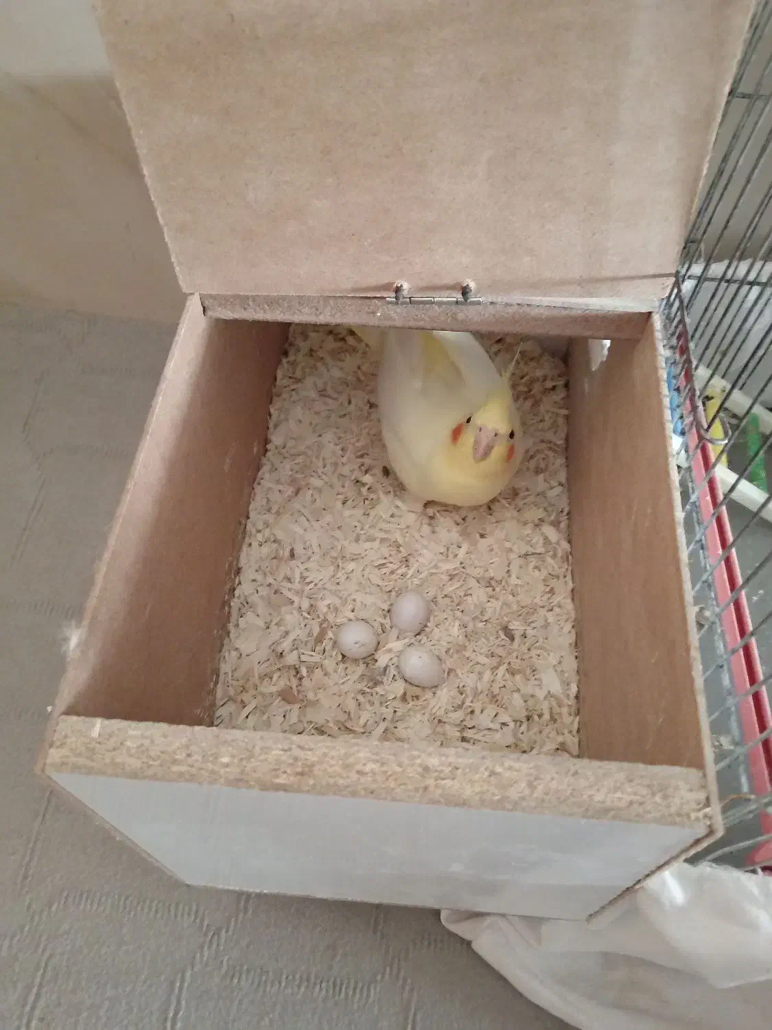 عروس هلندی|پرنده|سبزوار, شرق کال عیدگاه|دیوار