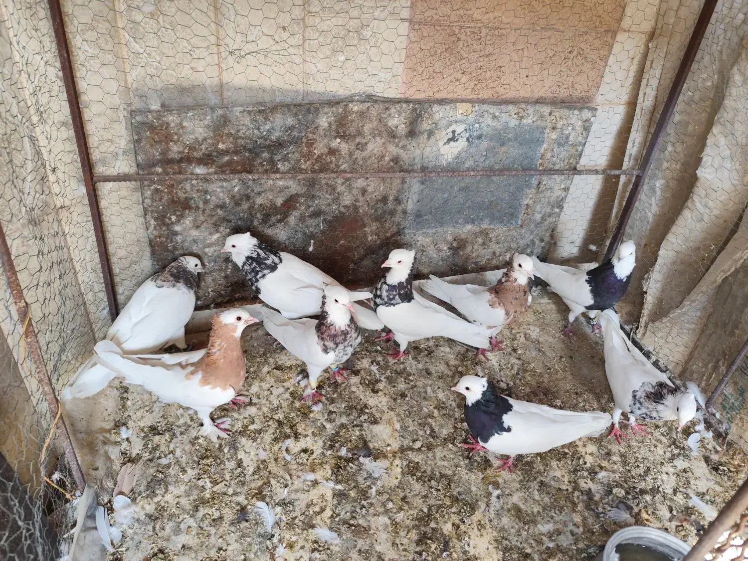 کفتر در بهبهان|پرنده|شیراز, بهارستان|دیوار