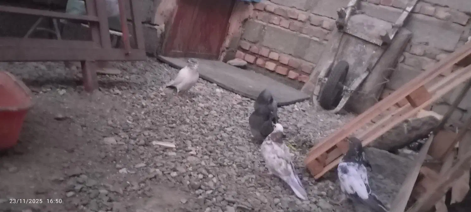 کبوتر|پرنده|ایرانشهر, |دیوار