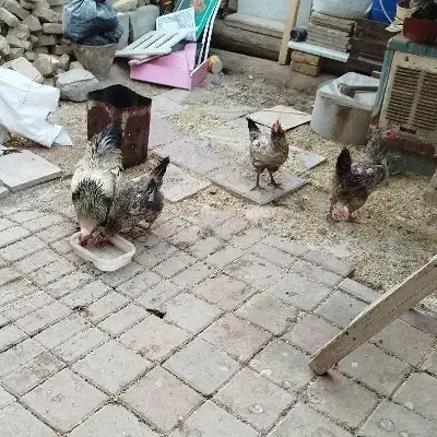 مرغ و خروس محلی|حیوانات مزرعه|قرچک, محمد آباد|دیوار